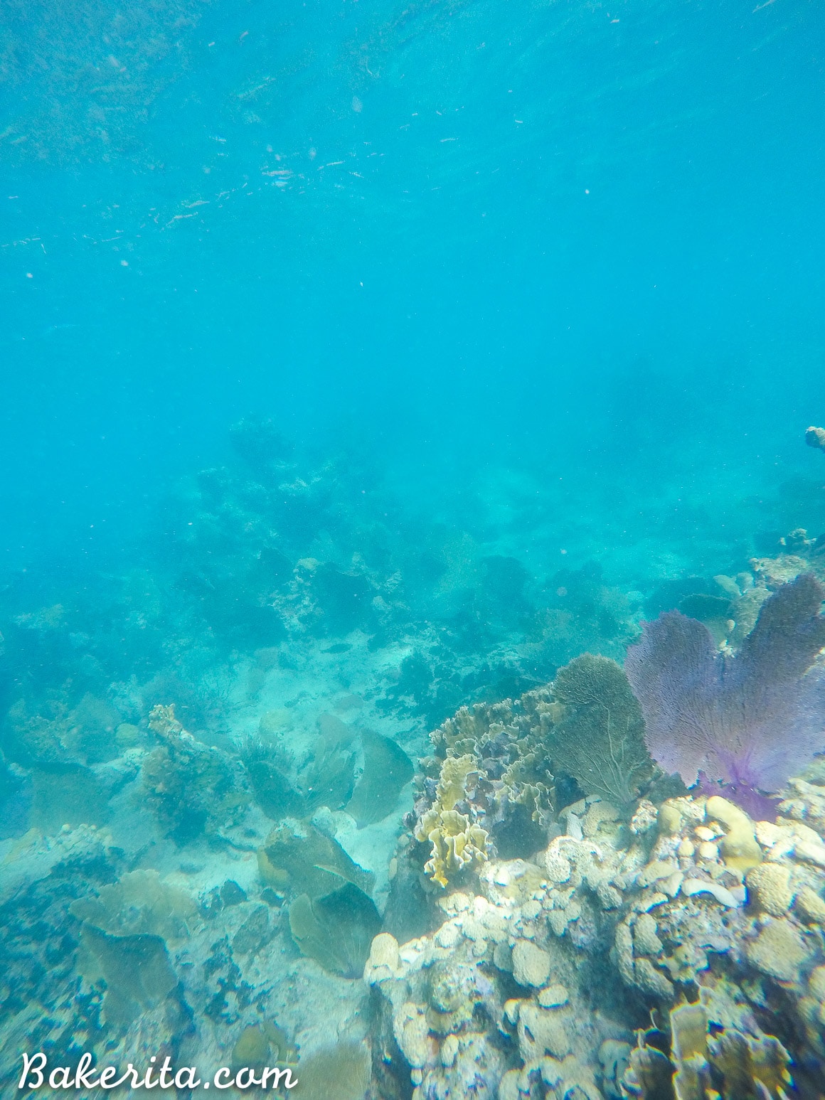 Coral Reef at Playa Ancon, Trinidad, Cuba